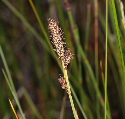 Carex idahoa, photographed by Steve Matson