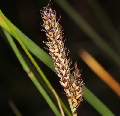 Carex idahoa, photographed by Steve Matson
