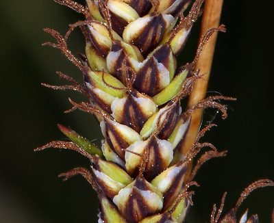 Carex idahoa, photographed by Steve Matson