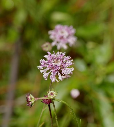 Marshallia angustifolia, photographed by Michelle W. （鍾偉瑋）