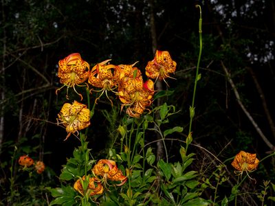Lilium michauxii, photographed by Michelle W. （鍾偉瑋）