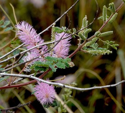 Mimosa dysocarpa, photographed by desertnaturalist