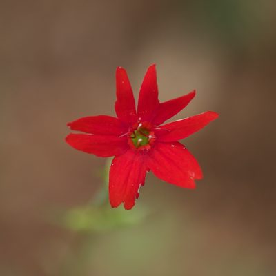 Silene subciliata, photographed by Michelle W. （鍾偉瑋）
