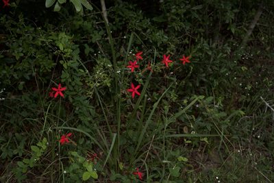Silene subciliata, photographed by Michelle W. （鍾偉瑋）