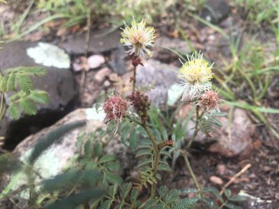 Desmanthus cooleyi, photographed by weaver