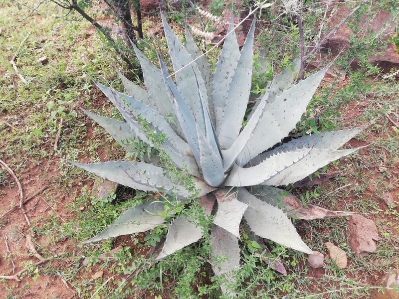 Agave durangensis, photographed by Favian Flores Medina