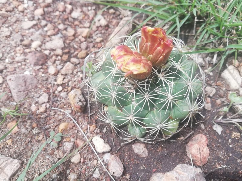 Coryphantha compacta, photographed by Favian Flores Medina