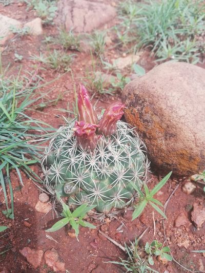 Coryphantha compacta, photographed by Favian Flores Medina