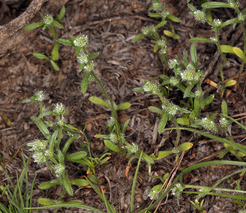 Cryptantha glomeriflora, photographed by Steve Matson