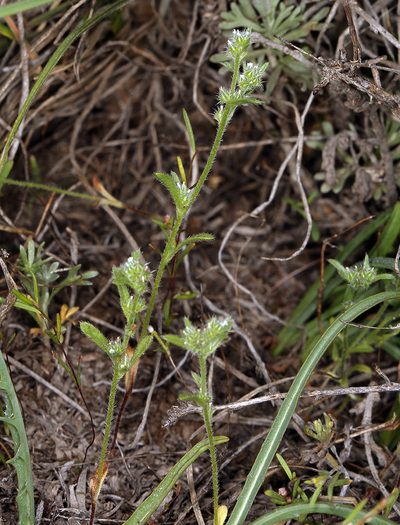 Cryptantha glomeriflora, photographed by Steve Matson