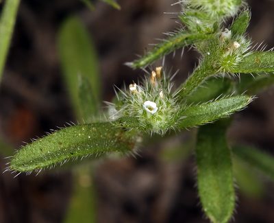 Cryptantha glomeriflora, photographed by Steve Matson