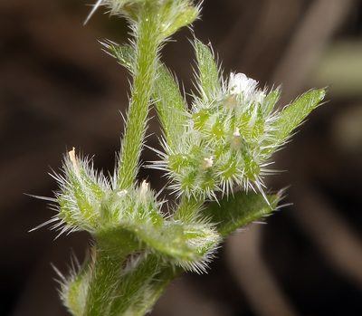 Cryptantha glomeriflora, photographed by Steve Matson