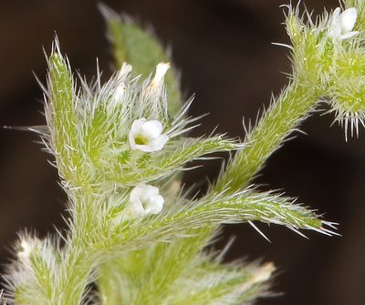 Cryptantha glomeriflora, photographed by Steve Matson
