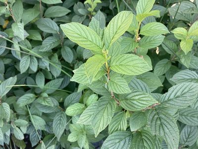 Rhamnus alnifolia, photographed by Derek