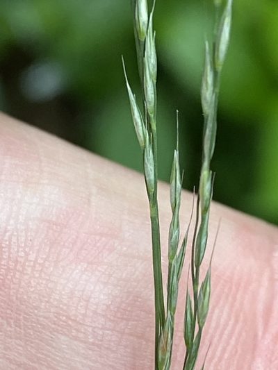 Muhlenbergia tenuiflora, photographed by Alan Weakley