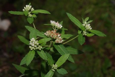 Pluchea foetida, photographed by Michelle W. （鍾偉瑋）