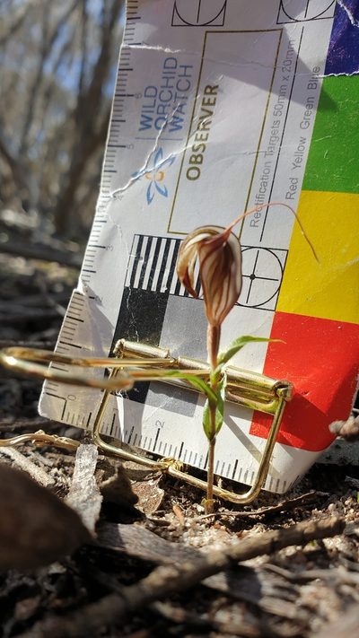 Pterostylis dolichochila, photographed by Rosalie Lawrence