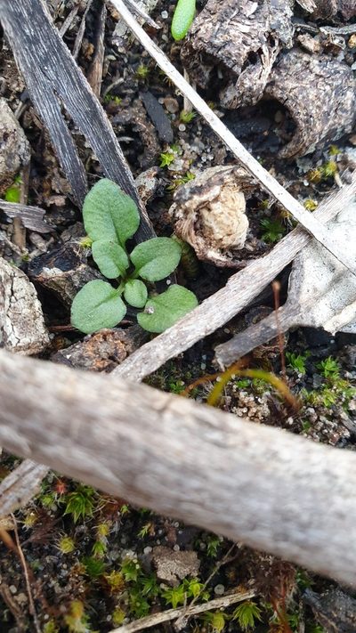 Pterostylis dolichochila, photographed by Rosalie Lawrence
