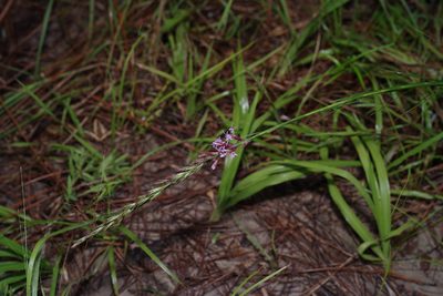 Liatris acidota, photographed by Michelle W. （鍾偉瑋）