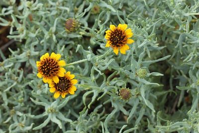 Helianthus ciliaris, photographed by jrcagle