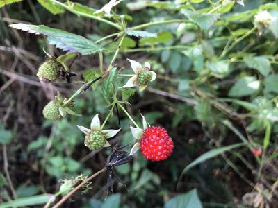 Rubus probus, photographed by elawrey