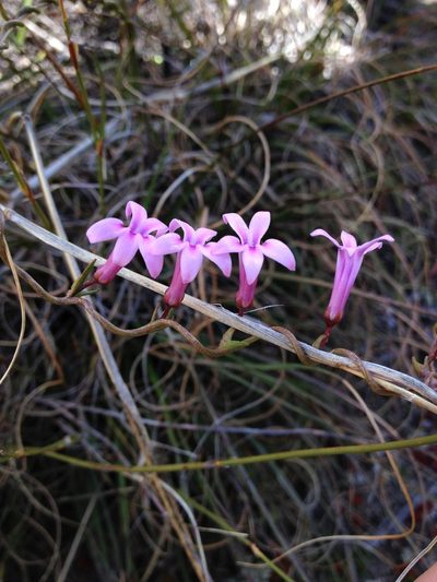 Cyphia banksiana, photographed by jay simpson