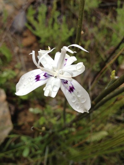 Moraea barkerae, photographed by jay simpson