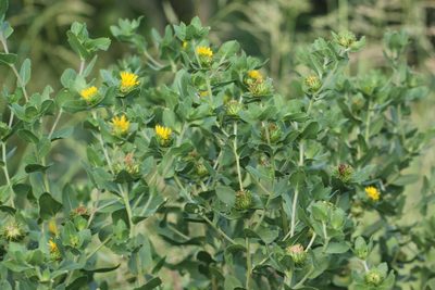 Grindelia adenodonta, photographed by jrcagle