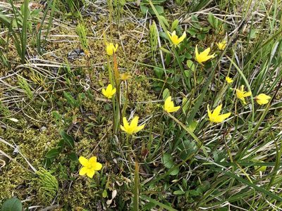 Saxifraga hirculus, photographed by Jason Grant