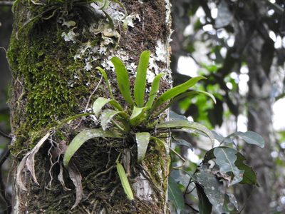 Sarcochilus falcatus, photographed by Greg Tasney
