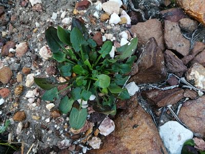 Rumex cordatus, photographed by Corne Brink