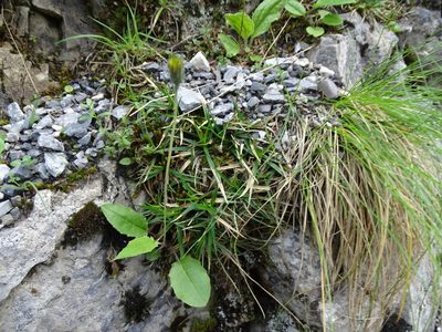 Carex firma, photographed by Grzegorz Grzejszczak