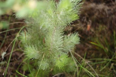 Adenanthos sericeus, photographed by Em Lamond