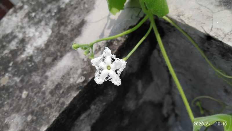 Trichosanthes cucumerina, photographed by Sabarni Sarker