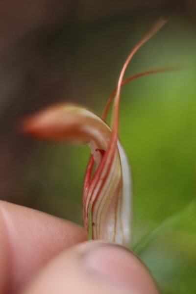 Pterostylis rogersii, photographed by Em Lamond
