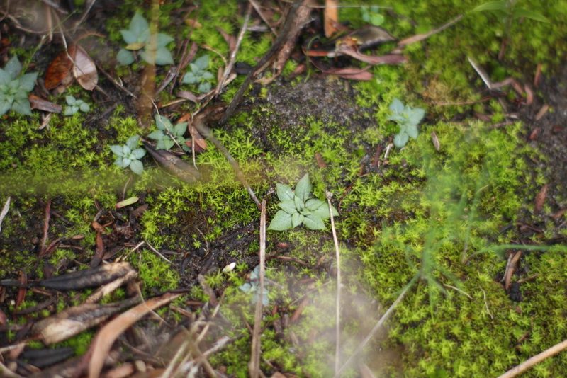 Pterostylis rogersii, photographed by Em Lamond