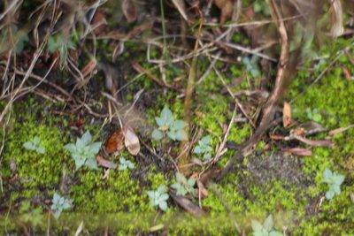Pterostylis rogersii, photographed by Em Lamond