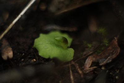 Corybas despectans, photographed by Em Lamond