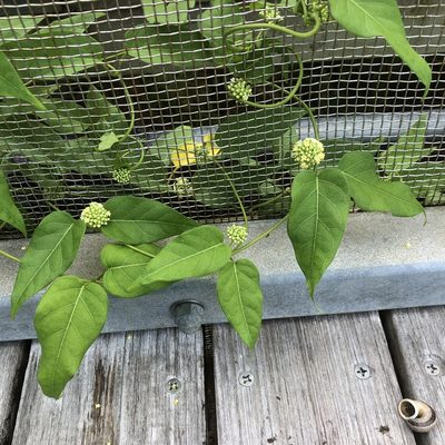 Marsdenia tinctoria, photographed by Takaaki Hattori
