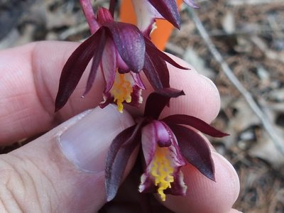 Bletia warnockii, photographed by Sam Kieschnick
