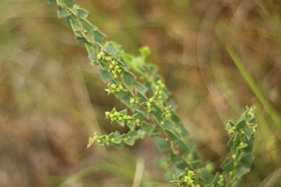 Acacia trapezoidea, photographed by Em Lamond