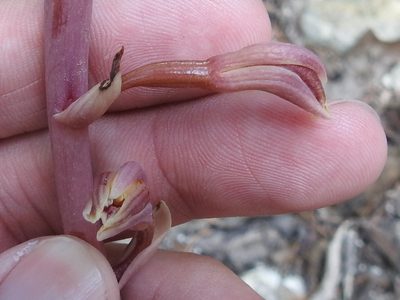 Bletia arizonica, photographed by Sam Kieschnick
