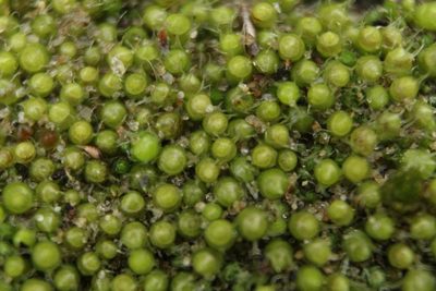 Gigaspermum repens, photographed by Em Lamond