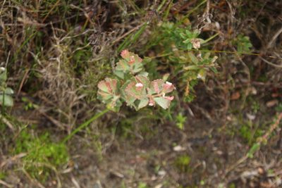 Adenanthos cuneatus, photographed by Em Lamond