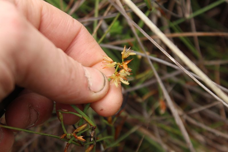 Anarthria prolifera, photographed by Em Lamond