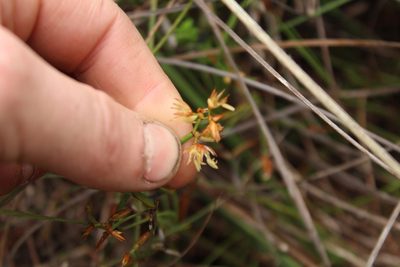 Anarthria prolifera, photographed by Em Lamond