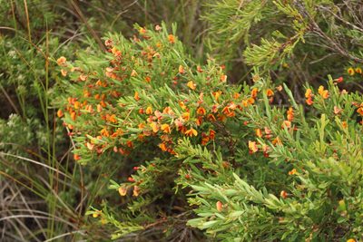 Bossiaea linophylla, photographed by Em Lamond