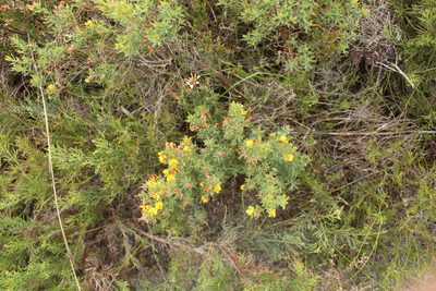 Loricobbia reticulata, photographed by Em Lamond