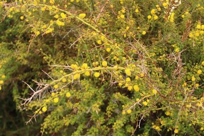 Acacia pulchella, photographed by Em Lamond