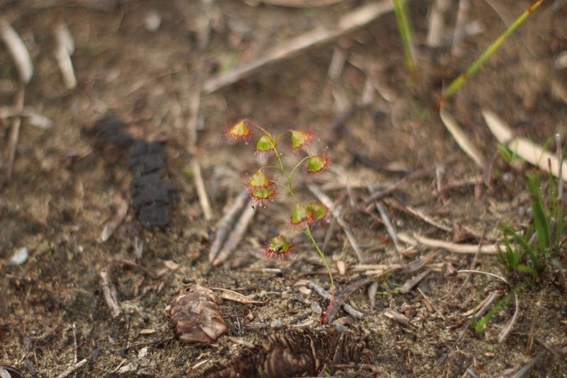 Drosera huegelii, photographed by Em Lamond